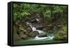 Creek Flowing from a Rainforest Kauai, Hawaii, USA-Jaynes Gallery-Framed Stretched Canvas