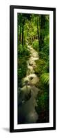 Creek Flowing Through a Rainforest, North of Hilo, Big Island, Hawaii, Usa-null-Framed Photographic Print