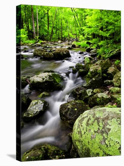 Creek Flows Through Forest, Shenandoah National Park, Virginia, USA-Jay O'brien-Stretched Canvas