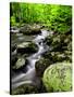 Creek Flows Through Forest, Shenandoah National Park, Virginia, USA-Jay O'brien-Stretched Canvas