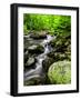 Creek Flows Through Forest, Shenandoah National Park, Virginia, USA-Jay O'brien-Framed Photographic Print