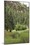 Creek in a Canyon High in the Jemez Mountains, New Mexico-null-Mounted Photographic Print