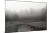 Creek in Fog I - BW-Tammy Putman-Mounted Photographic Print