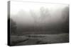 Creek in Fog II - BW-Tammy Putman-Stretched Canvas