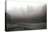 Creek in Fog II - BW-Tammy Putman-Stretched Canvas