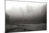 Creek in Fog II - BW-Tammy Putman-Mounted Photographic Print