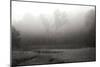 Creek in Fog II - BW-Tammy Putman-Mounted Photographic Print