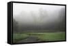 Creek in Fog II-Tammy Putman-Framed Stretched Canvas