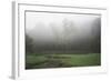 Creek in Fog II-Tammy Putman-Framed Photographic Print