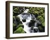 Creek Near Sol Duc Falls, Olympic National Park, Washington State, USA-Stuart Westmorland-Framed Premium Photographic Print