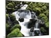 Creek Near Sol Duc Falls, Olympic National Park, Washington State, USA-Stuart Westmorland-Mounted Premium Photographic Print