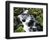 Creek Near Sol Duc Falls, Olympic National Park, Washington State, USA-Stuart Westmorland-Framed Photographic Print