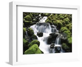 Creek Near Sol Duc Falls, Olympic National Park, Washington State, USA-Stuart Westmorland-Framed Photographic Print