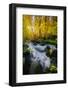 Creek Side Morning in Autumn, Bishop, Eastern Sierra Nevada-Vincent James-Framed Photographic Print