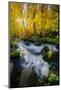 Creek Side Morning in Autumn, Bishop, Eastern Sierra Nevada-Vincent James-Mounted Photographic Print