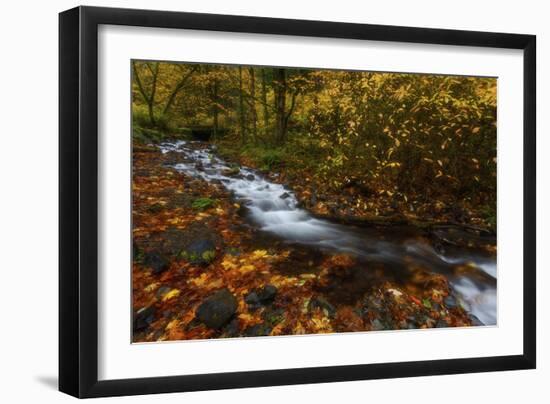 Creekside Colors-Darren White Photography-Framed Photographic Print