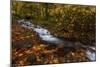 Creekside Colors-Darren White Photography-Mounted Photographic Print