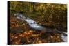 Creekside Colors-Darren White Photography-Stretched Canvas