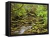 Creekton Rivulet, Southern Forests, Tasmania, Australia, Pacific-Jochen Schlenker-Framed Stretched Canvas