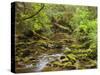 Creekton Rivulet, Southern Forests, Tasmania, Australia, Pacific-Jochen Schlenker-Stretched Canvas