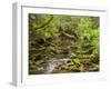 Creekton Rivulet, Southern Forests, Tasmania, Australia, Pacific-Jochen Schlenker-Framed Photographic Print