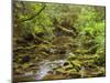 Creekton Rivulet, Southern Forests, Tasmania, Australia, Pacific-Jochen Schlenker-Mounted Photographic Print