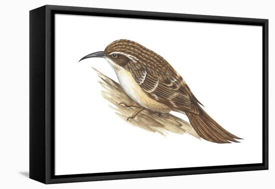 Creeper (Certhia Familiaris), Birds-Encyclopaedia Britannica-Framed Stretched Canvas