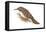 Creeper (Certhia Familiaris), Birds-Encyclopaedia Britannica-Framed Stretched Canvas