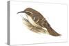 Creeper (Certhia Familiaris), Birds-Encyclopaedia Britannica-Stretched Canvas