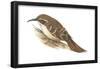 Creeper (Certhia Familiaris), Birds-Encyclopaedia Britannica-Framed Poster