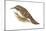 Creeper (Certhia Familiaris), Birds-Encyclopaedia Britannica-Mounted Poster