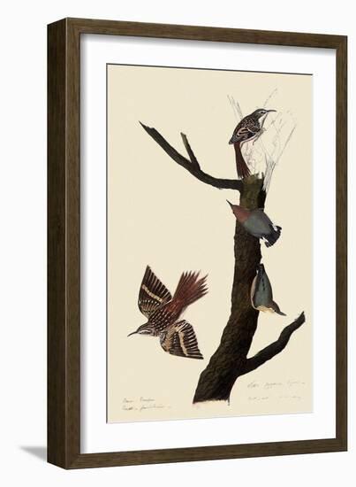 Creepers and Nuthatches-John James Audubon-Framed Giclee Print