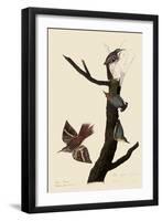 Creepers and Nuthatches-John James Audubon-Framed Giclee Print