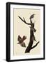 Creepers and Nuthatches-John James Audubon-Framed Giclee Print