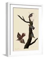 Creepers and Nuthatches-John James Audubon-Framed Giclee Print