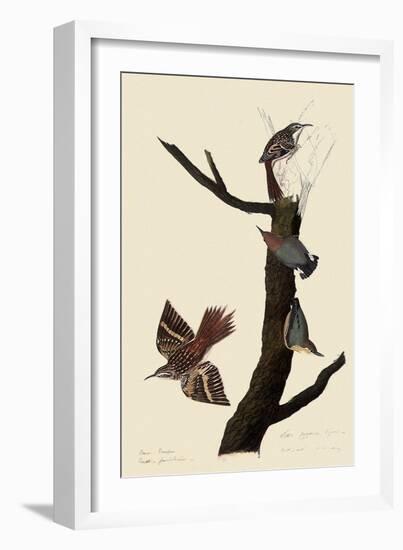 Creepers and Nuthatches-John James Audubon-Framed Giclee Print