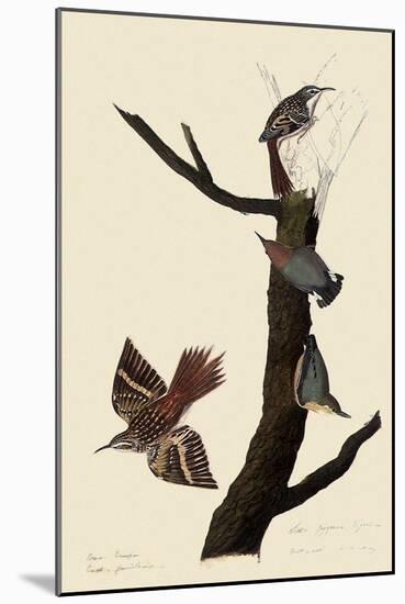 Creepers and Nuthatches-John James Audubon-Mounted Giclee Print