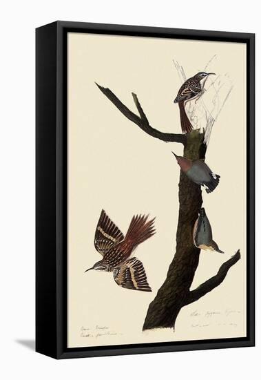 Creepers and Nuthatches-John James Audubon-Framed Stretched Canvas