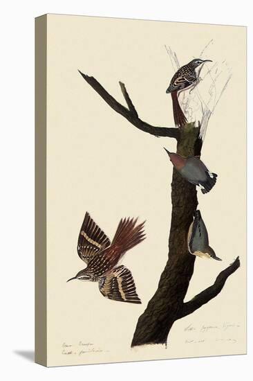 Creepers and Nuthatches-John James Audubon-Stretched Canvas