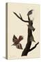 Creepers and Nuthatches-John James Audubon-Stretched Canvas