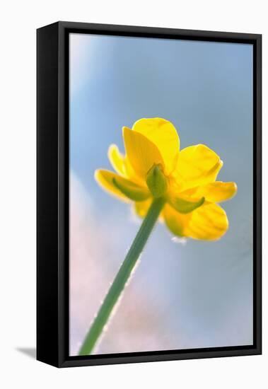 Creeping Buttercup Flower Against Sky-null-Framed Stretched Canvas