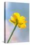Creeping Buttercup Flower Against Sky-null-Stretched Canvas