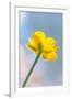 Creeping Buttercup Flower Against Sky-null-Framed Photographic Print