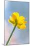 Creeping Buttercup Flower Against Sky-null-Mounted Photographic Print