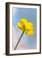 Creeping Buttercup Flower Against Sky-null-Framed Photographic Print