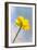 Creeping Buttercup Flower Against Sky-null-Framed Photographic Print