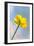 Creeping Buttercup Flower Against Sky-null-Framed Photographic Print