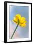 Creeping Buttercup Flower Against Sky-null-Framed Photographic Print