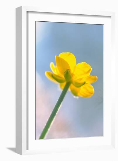 Creeping Buttercup Flower Against Sky-null-Framed Photographic Print