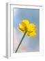 Creeping Buttercup Flower Against Sky-null-Framed Photographic Print
